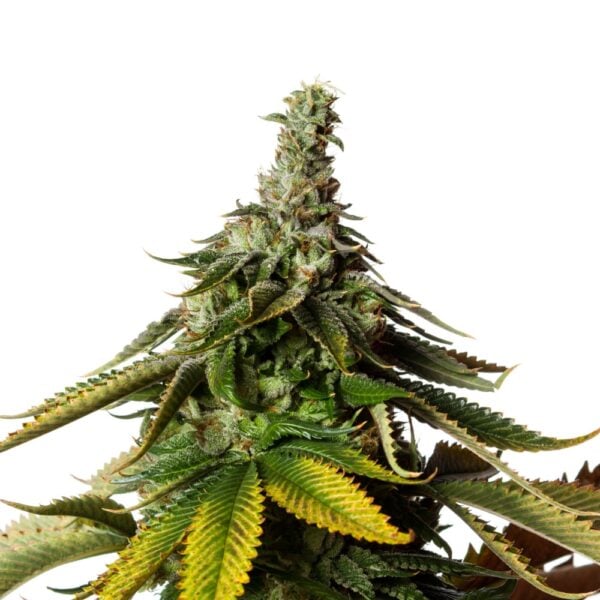 Blue Runtz Feminized Seeds