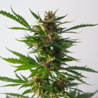 Blueberry Gelato Strain Product Image