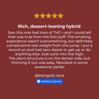 Blueberry Gelato Strain review