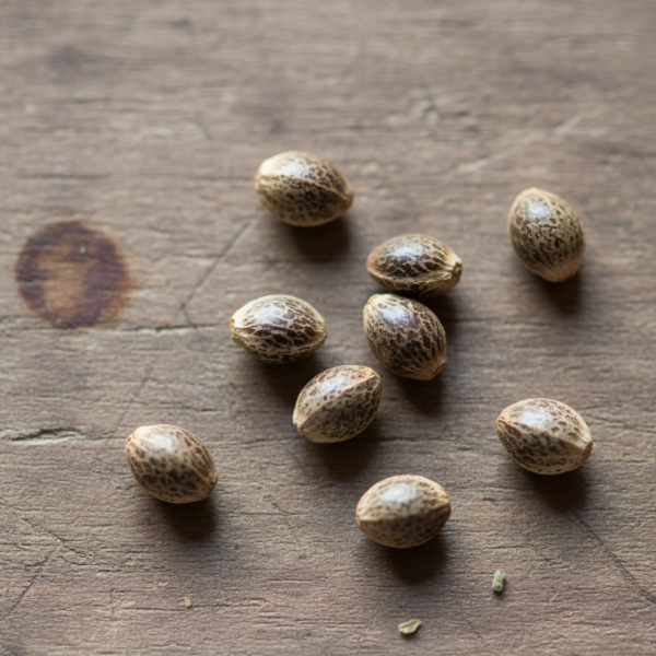 Hover image for Blueberry Kush