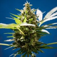 Blueberry Kush Product Image