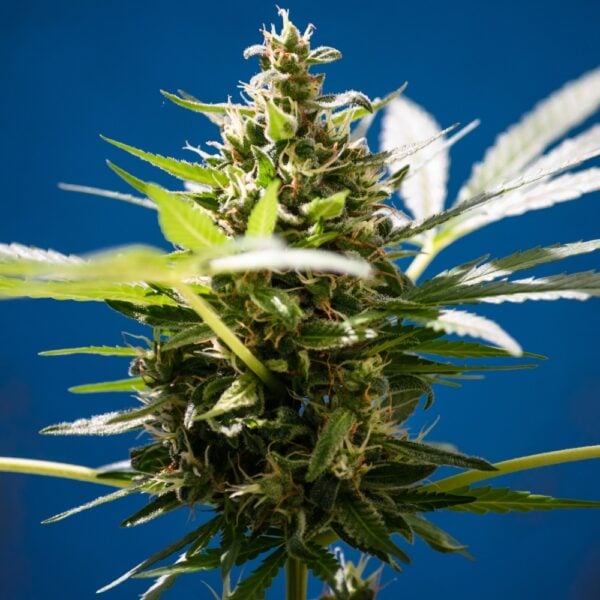 Blueberry Kush