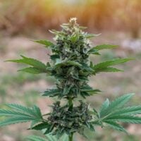 Blueberry Pancakes Strain Product Image