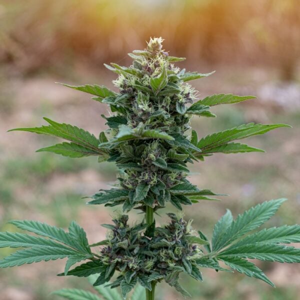 Blueberry Pancakes Strain