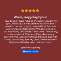 Blueberry Pancakes Strain review