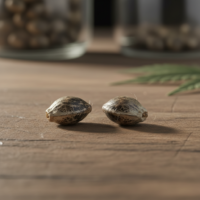 Cap Junky Cannabis Seeds
