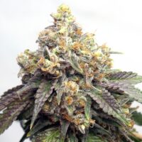 Cap Junky Product Image