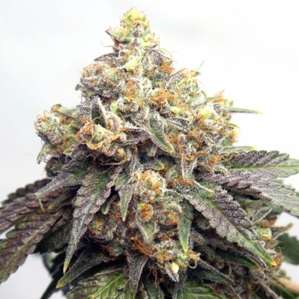 Cap Junky