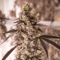 Godfather Og Seeds Product Image