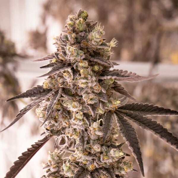 Godfather OG Seeds