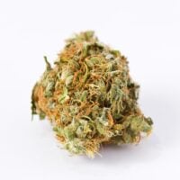 Gorilla-Cookies-Auto-bud-gallery
