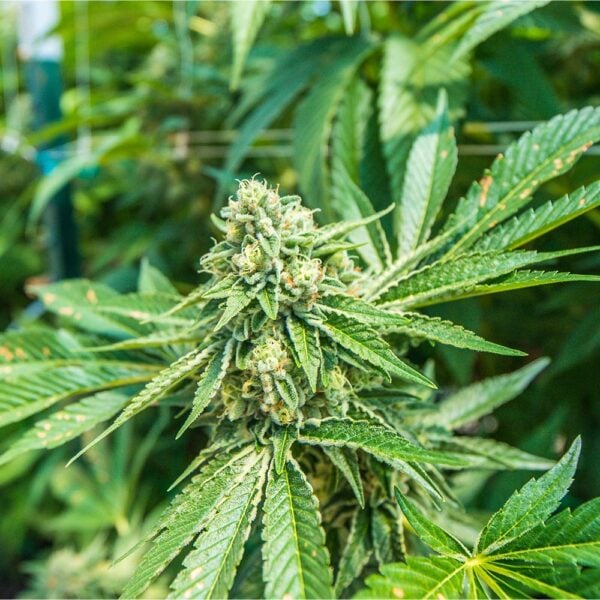 Gorilla Cookies Auto