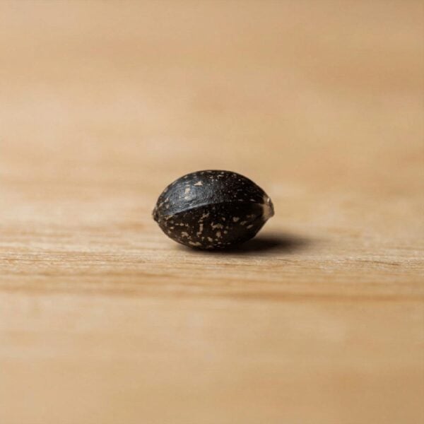 Hover image for Gorilla Cookies Auto