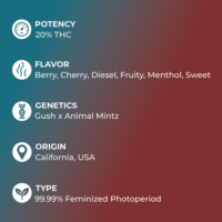 Gush Mintz specs