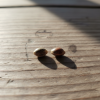 Larry OG Cannabis Seed