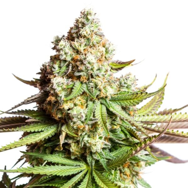 Larry OG