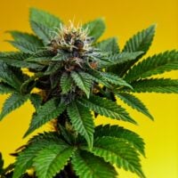 Lemon Skunk Auto Product Image