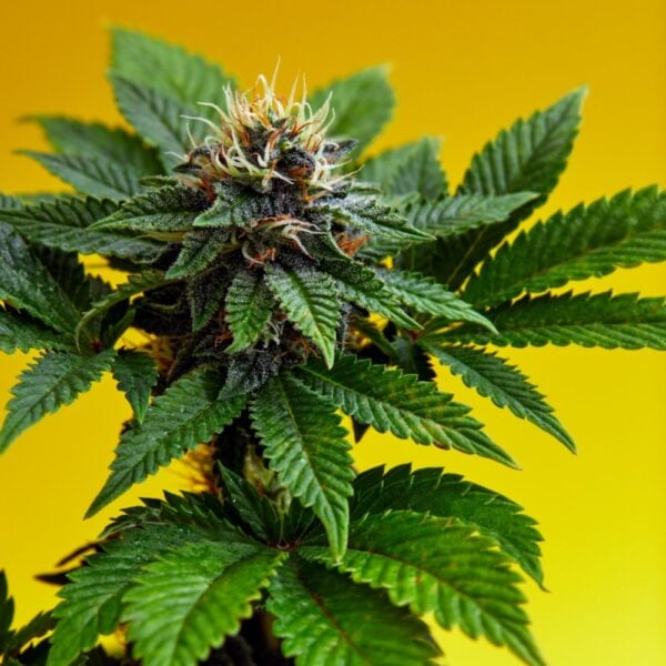 Lemon Skunk Auto