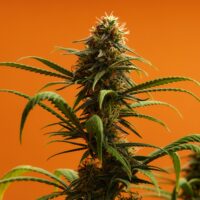 Mango Kush Product Image
