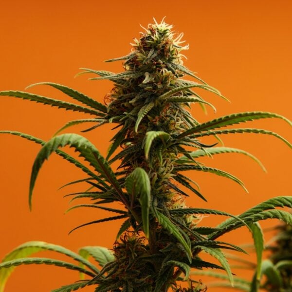 Mango Kush Seeds
