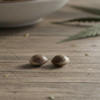 Mango Kush Seeds