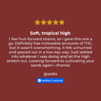 Mango Kush Seeds review