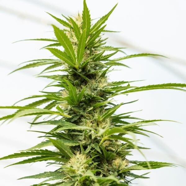 Master Kush Seeds