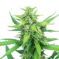 Obama-Kush-cannabis-plant-feature