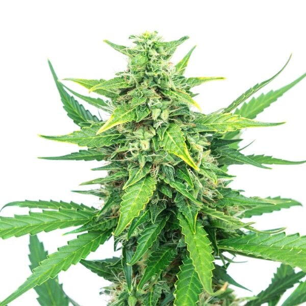 Obama Kush Seeds