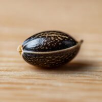 Obama-Kush-seed-closeup