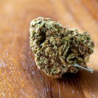 Orange-Kush-bud-gallery