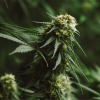 Orange-Kush-cannabis-plant-feature