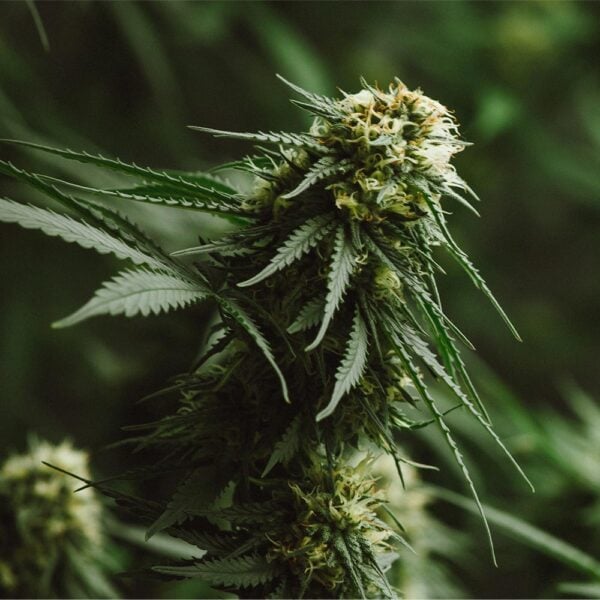 Orange Kush Seeds