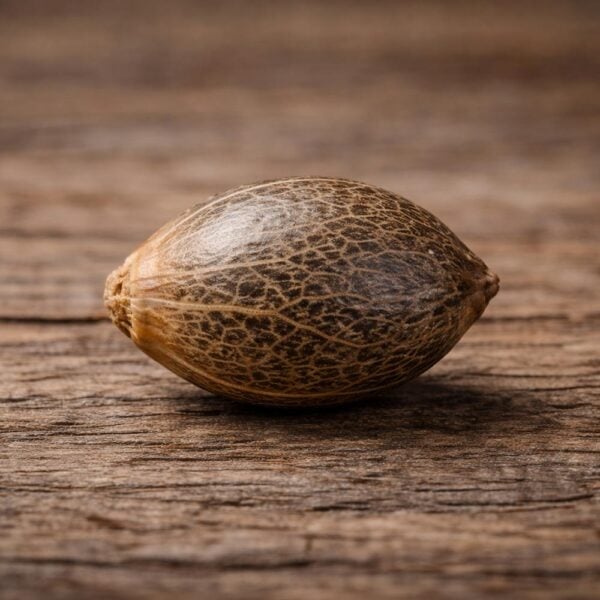 Hover image for Orange Kush Seeds