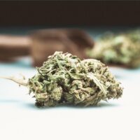 Oreoz-bud-gallery