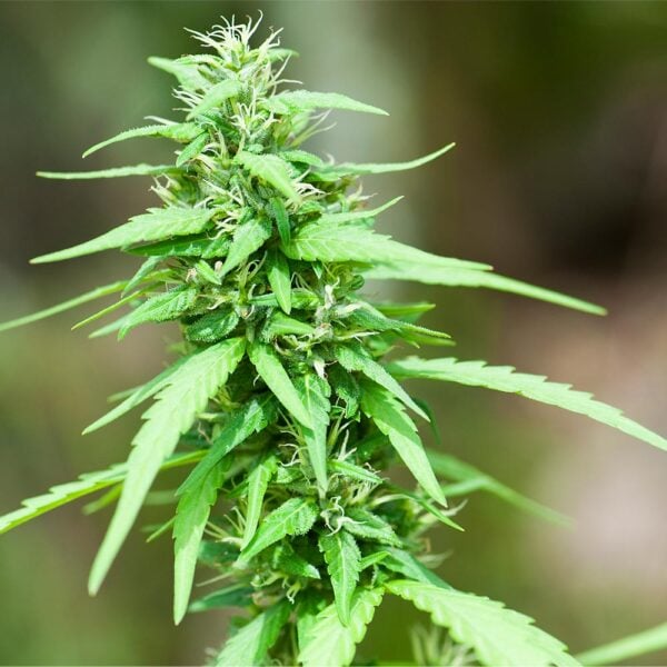Oreoz Seeds