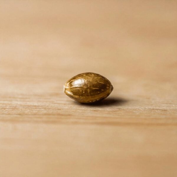 Hover image for Oreoz Seeds