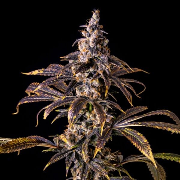 Panama Red Seeds