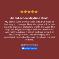 Panama Red Seeds review