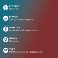 Panama Red Seeds specs
