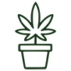 marijuana plant accordion icon