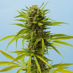 Platinum Lemon Cherry Gelato