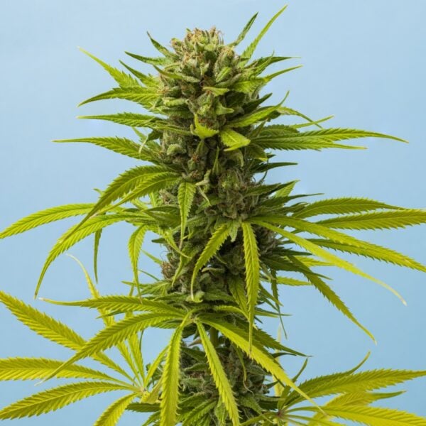 Platinum Lemon Cherry Gelato