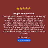 Platinum Lemon Cherry Gelato review