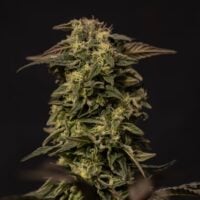 Purple Sunset Seeds Product Image
