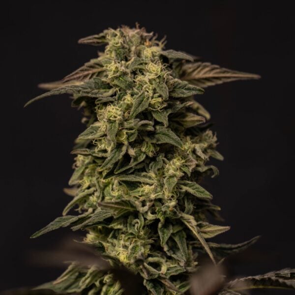 Purple Sunset Seeds