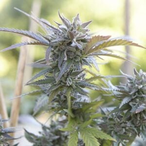 Silver Haze Auto