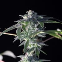 Silver Haze Feminized Seeds Product Image