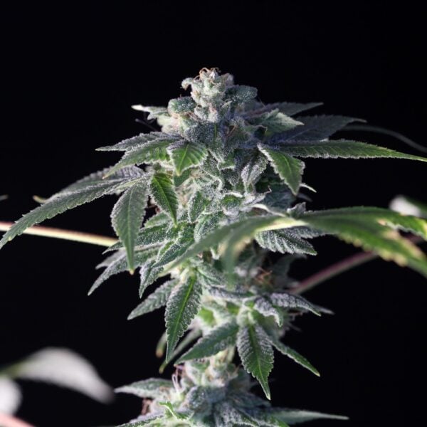 Silver Haze Feminized Seeds