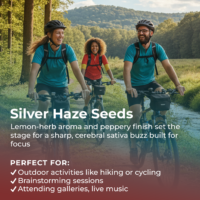 Silver Haze Feminized Seeds highlight